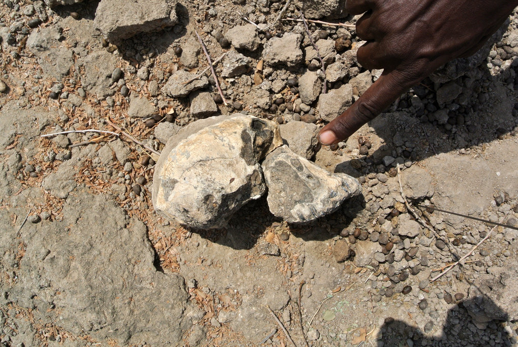 A New Fossil Cranium Reveals The Face Of Lucy's Ancestor | Max-Planck ...