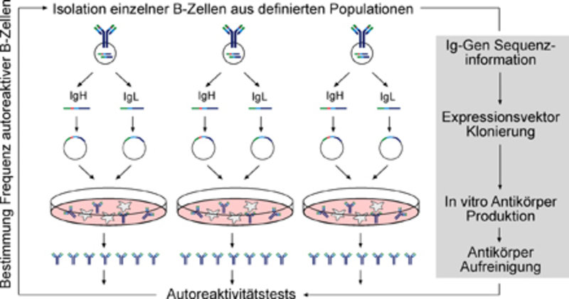 Selbst-Toleranz In Menschlichen | Max-Planck-Institut Für ...