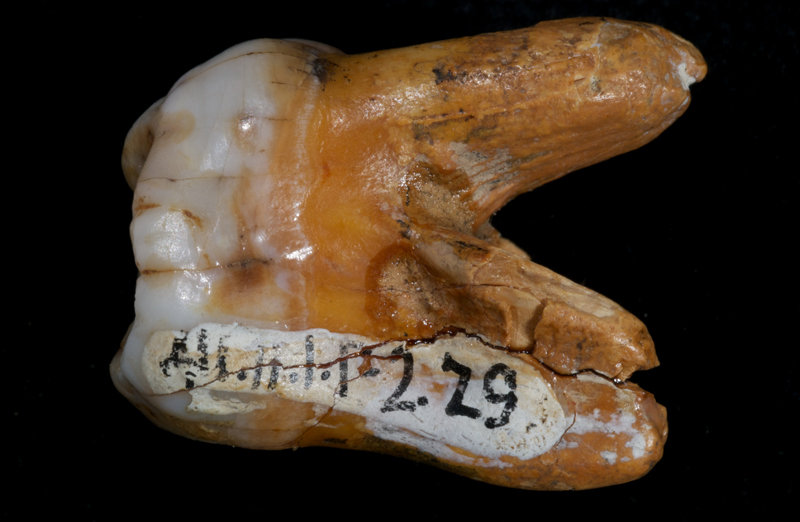 Denisova Hominid