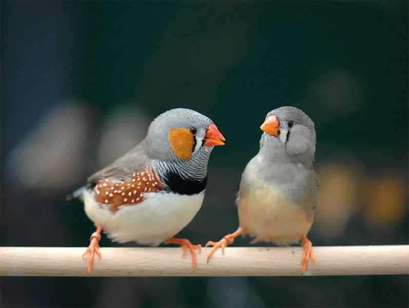 Casanova Gene In Female Songbirds Max Planck Society 7255