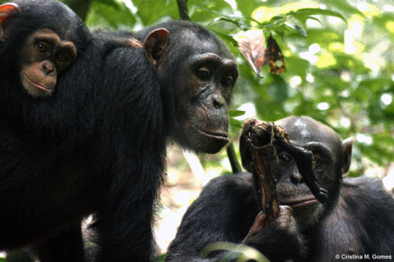 Meat For Sex In Wild Chimpanzees Max Planck Society 2360