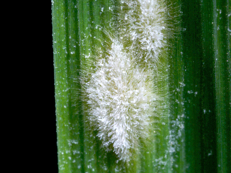 Sexual Reproduction Only Second Choice For Powdery Mildew Max Planck 5507