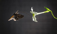 largest moth ever recorded