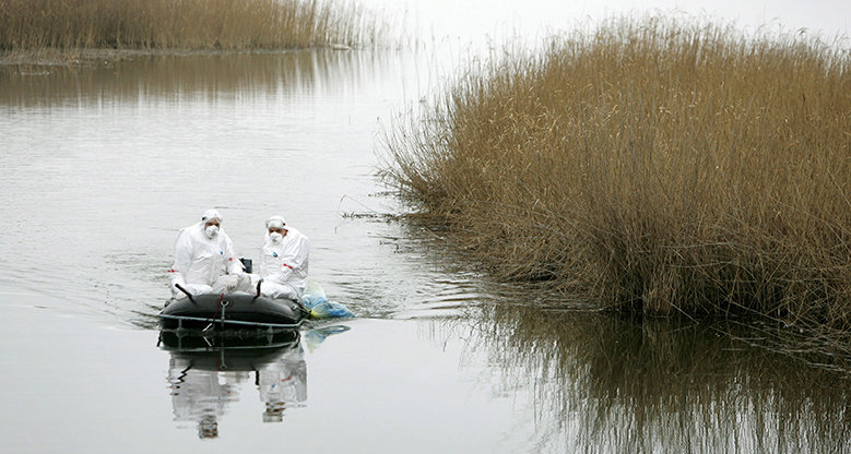 Fakten zur Vogelgrippe. Die wichtigsten Fragen und Antworten im Überblick. Foto: Reuters