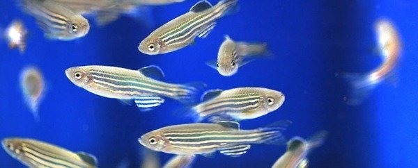 Zebrafish | Max-Planck-Gesellschaft