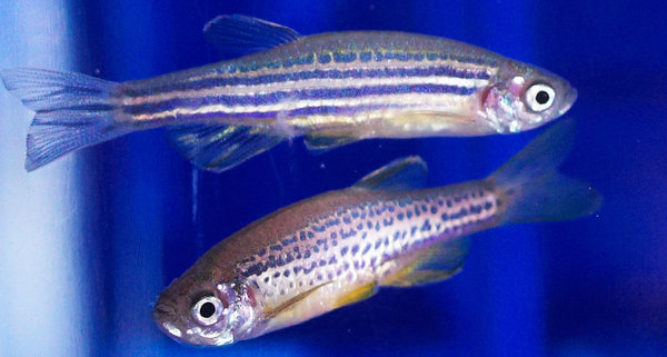 Why do researchers investigate zebrafish?