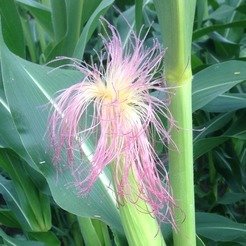 Flowering maize.