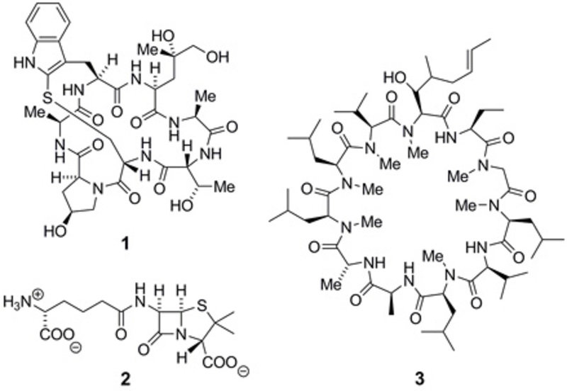 Diagramm des Knollenblätterpilzes