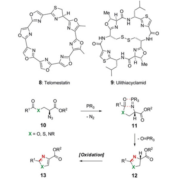 Diagramm des Knollenblätterpilzes