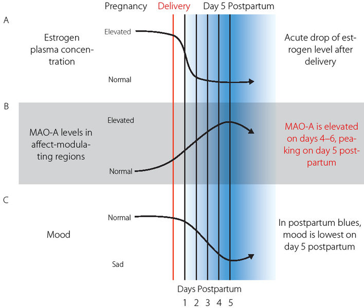 More than just the baby blues Max Planck Gesellschaft