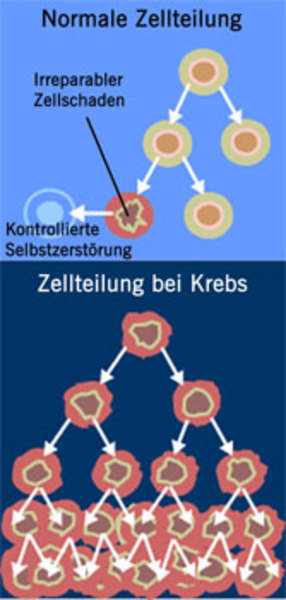 Bioinformatik Erschließt Neue Strategien Gegen Krebs