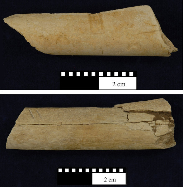 Early Humans Used Chopping Tools to Break Animal Bones & Consume the Bone  Marrow