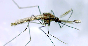 anopheles malaria