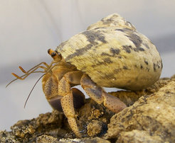 Humidity increases odour perception in terrestrial hermit crabs | Max ...