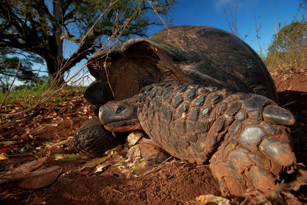 Galapagos Tortoises Are A Migrating Species Max Planck Gesellschaft