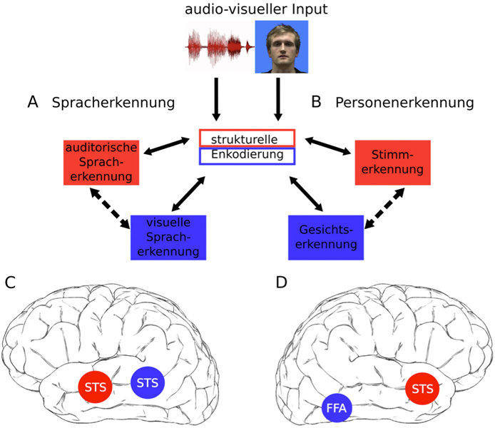 Wie Unser Gehirn Gesicht Und Stimme Verknüpft | Max-Planck-Gesellschaft