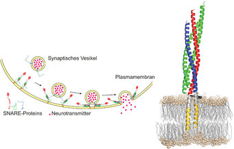 synaptische Vesikel