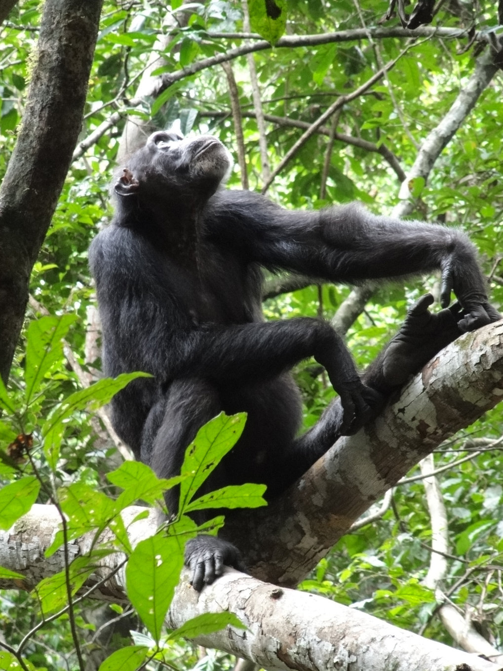 ancestral chimpanzee diet