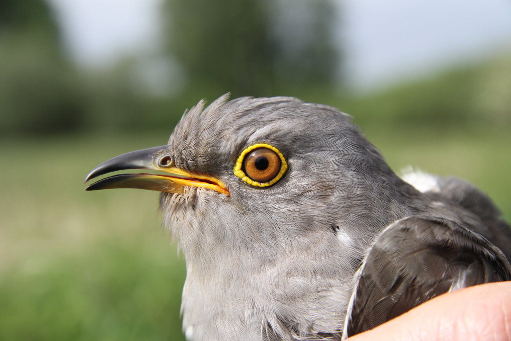 Cuckoos stay on course | Max-Planck-Gesellschaft