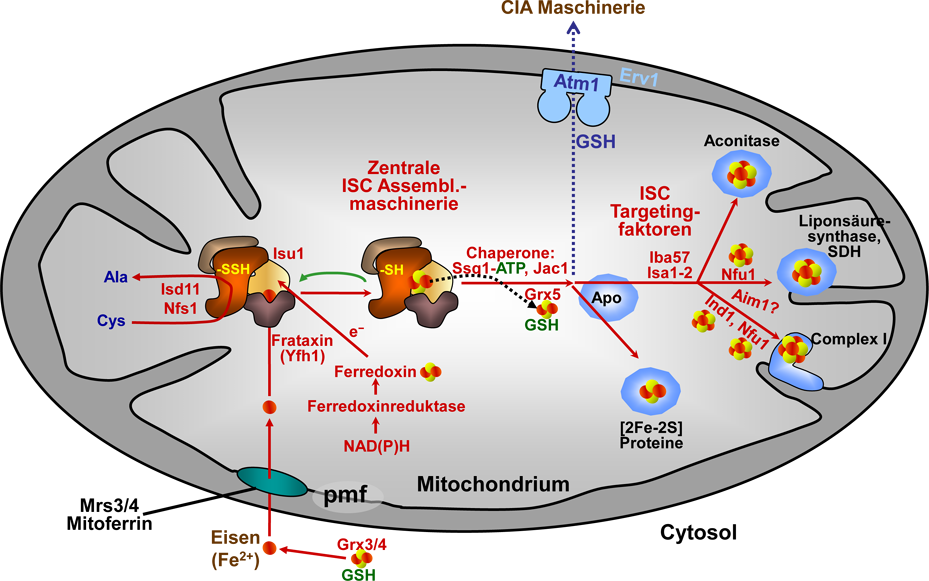 Abb. 2: Modell für den Mechanismus der mitochondrialen Fe/S Proteinbiogenese. Nach der Bildung eines [2Fe-2S] Clusters auf dem Gerüstprotein Isu1 wird der Cluster abgelöst und wenn nötig, in einen [4Fe-4S] Cluster umgewandelt und auf verschiedene Apoproteine übertragen. Die zentrale ISC Assemblierungsmaschinerie wird für alle zellulären Fe/S Proteine benötigt, während die ISC Targetingfaktoren speziell für die Bildung von mitochondrialen [4Fe-4S] Proteinen zuständig sind. Weitere Details siehe Text und Ref. [1, 2]. Pmf, proton motive force; GSH, Glutathion.