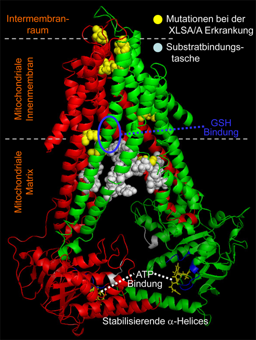 Abb. 3: Kristallstruktur des ABC-Transporters Atm1 der mitochondrialen Innenmembran. Grau: Der Hohlraum für die Substratbindung zwischen den beiden Dimeren. Der Bereich der Bindung von Glutathion (GSH) innerhalb des Hohlraums ist mit einer blauen Ellipse markiert. Gelb: Die bei der Eisenspeicherkrankheit XLSA/A mutierten Aminosäurereste im humanen Homolog ABCB7. Weitere Details siehe Text und Ref. [3].