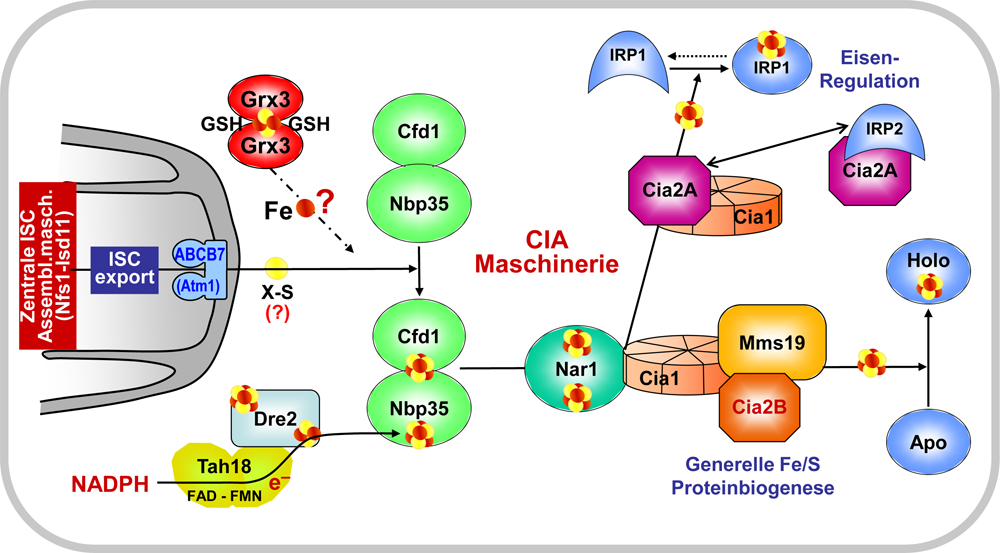 Abb. 4: Modell für den Mechanismus der cytosolischen und nukleären Fe/S Proteinbiogenese in humanen Zellen und dessen Verbindung zum Eisenmetabolismus. Der Mechanismus in Hefe ist ähnlich, jedoch fehlt der Cia2A Zweig. Weitere Details siehe Text.