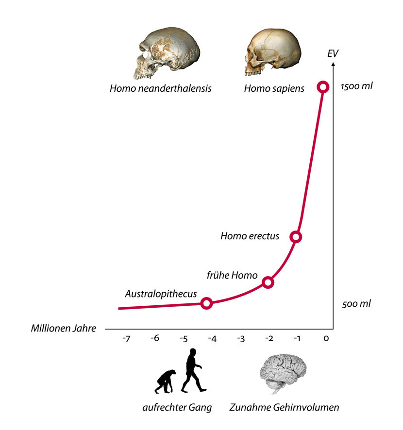 Die Evolution Des Menschlichen Gehirns Max Planck Gesellschaft