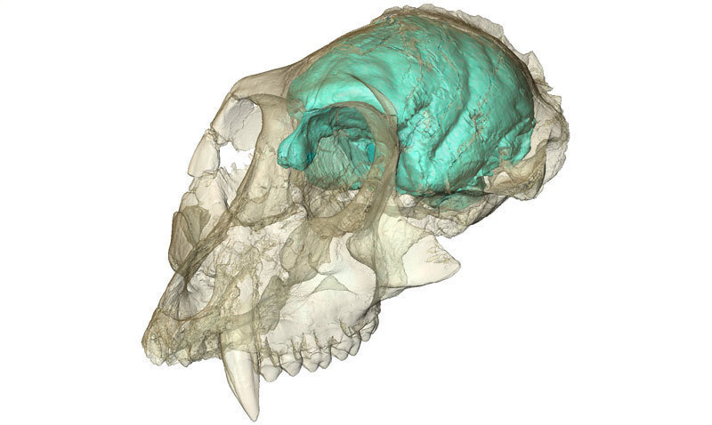 Human Gene in Monkey Brains: Scientists Make Monkey Brains Bigger