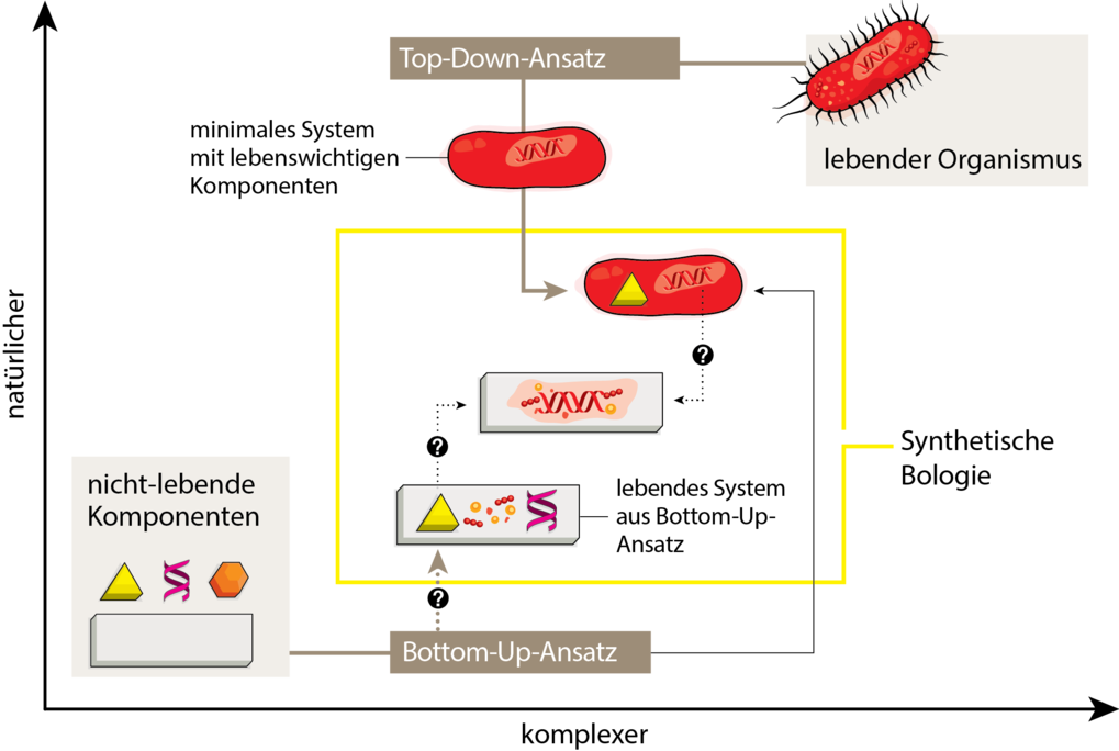 Synthetische Biologie: Leben Aus Dem Baukasten | Max-Planck-Gesellschaft