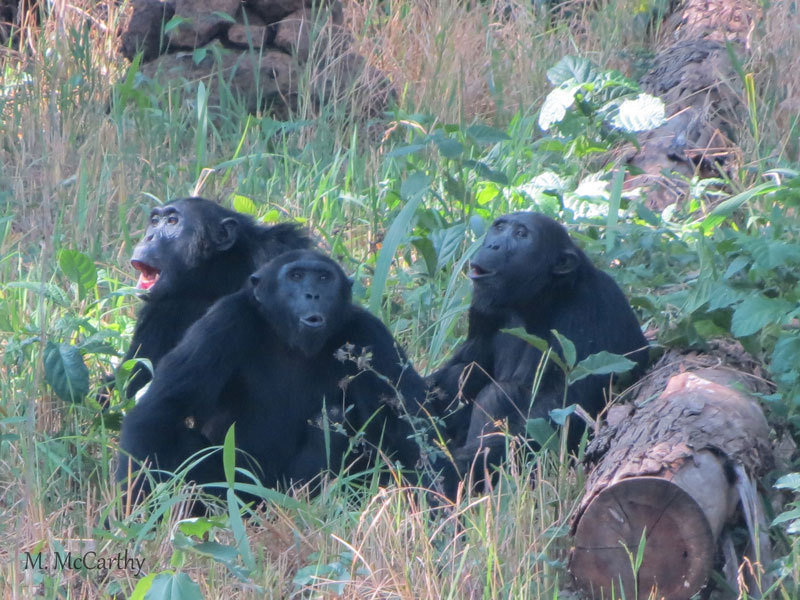 Chimpanzees coping with forest loss | Max-Planck-Gesellschaft