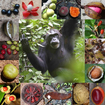 rainforest chimpanzee