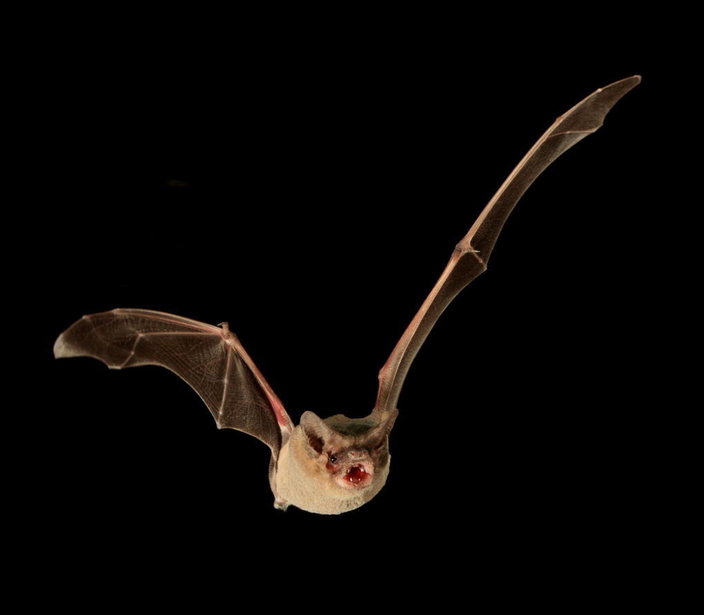 Brazilian free-tailed bat is the fastest flyer in the animal