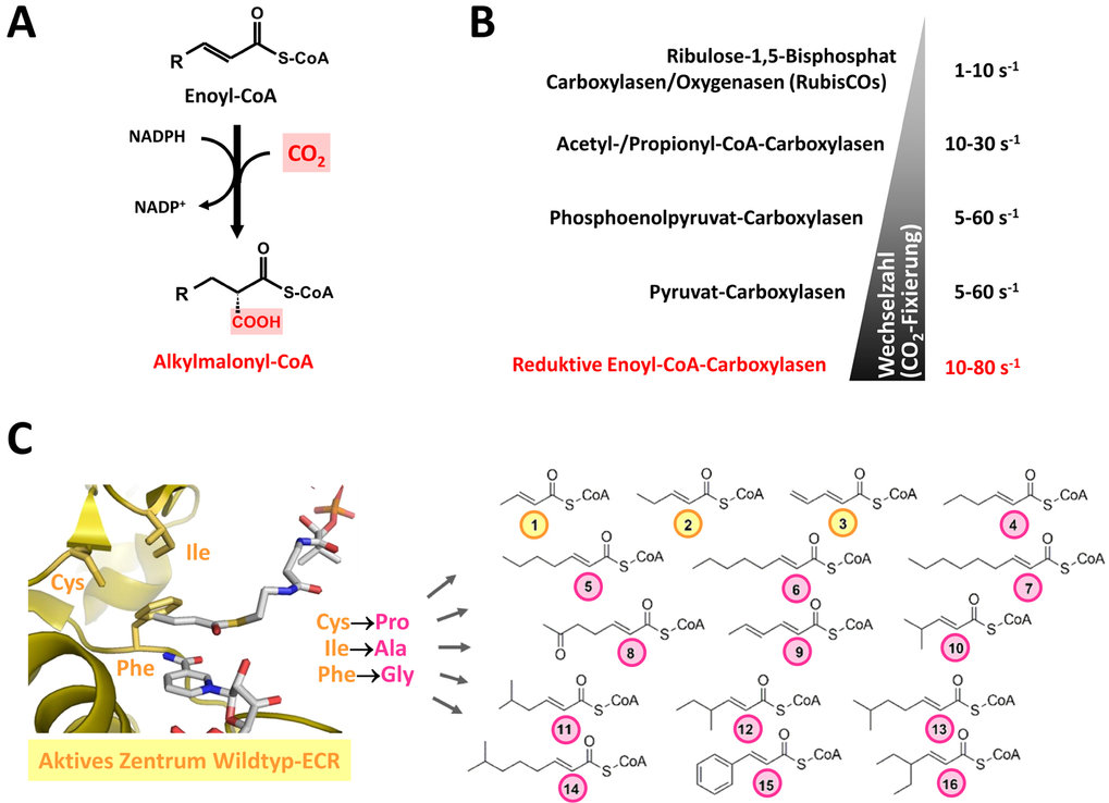 Synthetische Kohlenstoffdioxid-Fixierung | Max-Planck-Gesellschaft