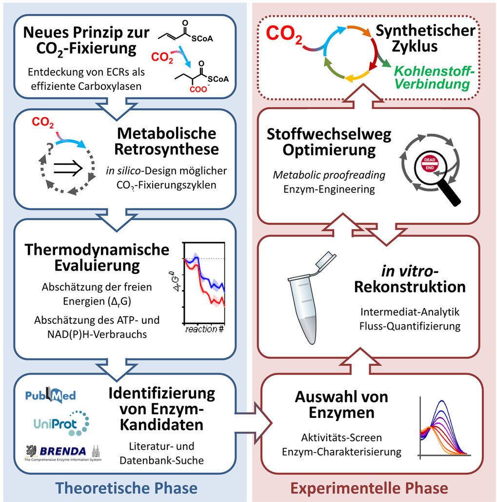 Synthetische Kohlenstoffdioxid Fixierung Max Planck Institut Fur Terrestrische Mikrobiologie