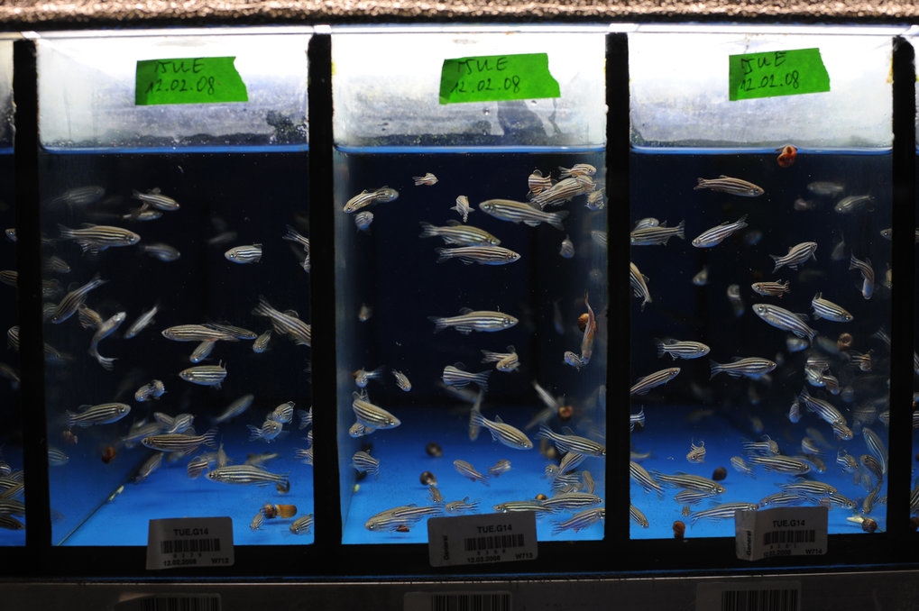 Zebrafish care clearance