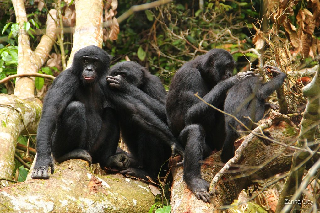 difference between bonobos and chimps