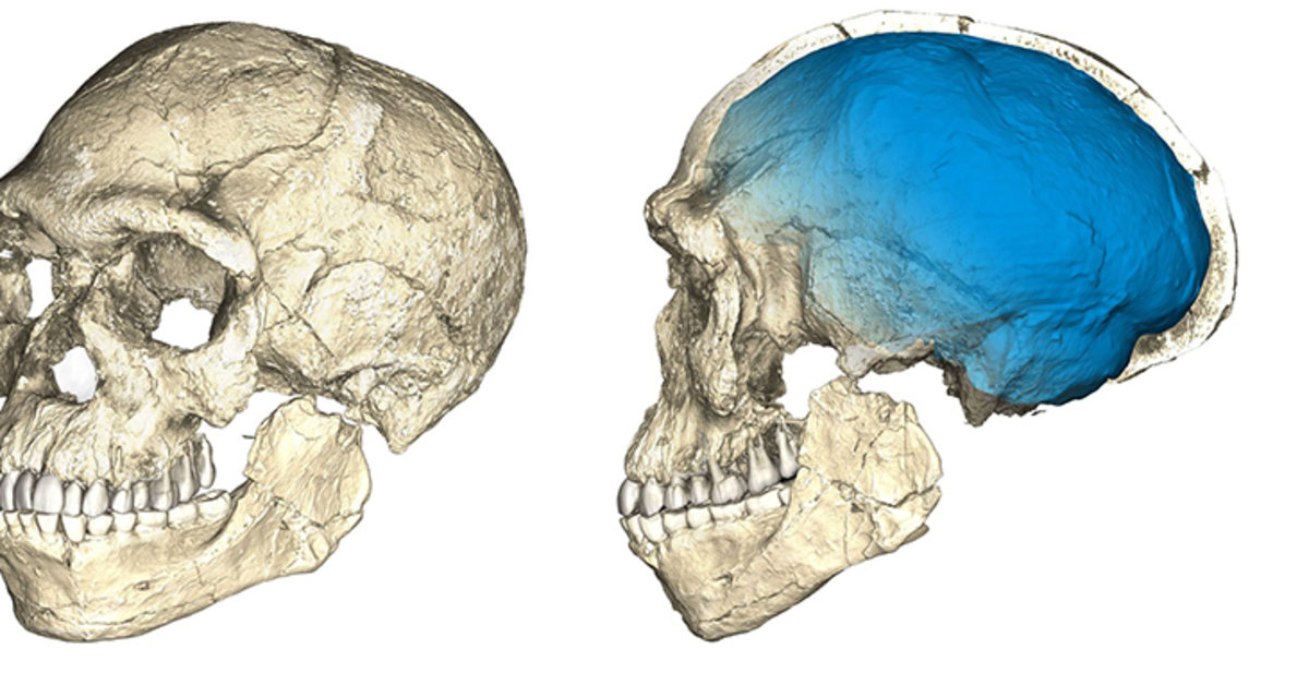 Homo Sapiens Sapiens moderner Mensch