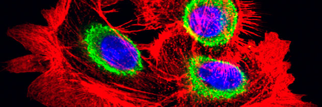 Bild: MPI für Biochemie