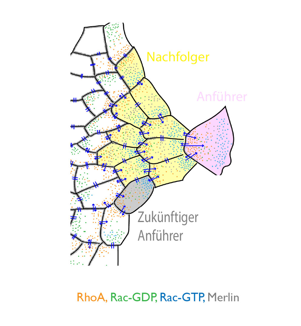 Zellen Unterwegs: Die Kollektive Zellwanderung Unter Der Lupe | Max ...