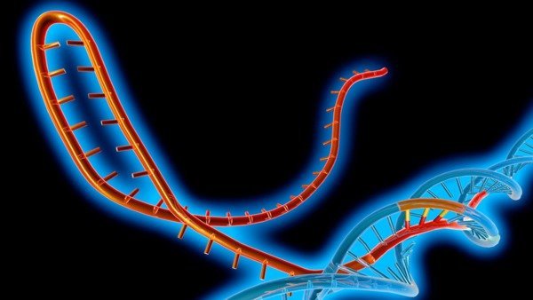 Natural functions of CRISPR-Cas