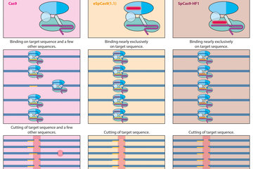 Enhancement - Further development of CRISPR-Cas9