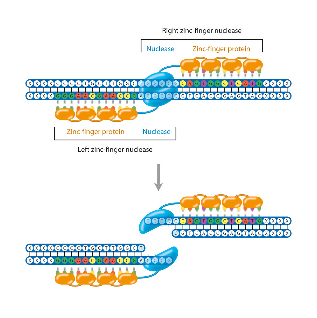 Further methods - Genome editing | Max-Planck-Gesellschaft