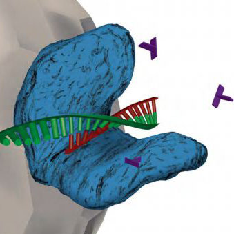 Biomoleküle – in Szene gesetzt