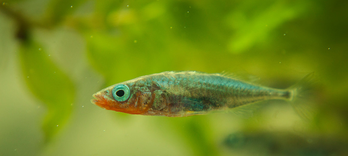 A Stickleback - Full of Worms