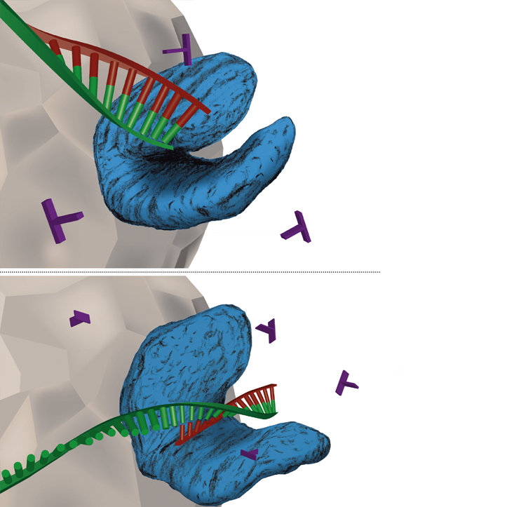 <p class="p1">Biomolecules in Action</p>