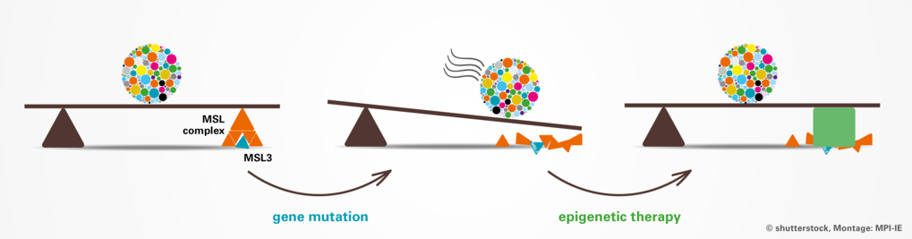 Genes involved in histone acetylation known to cause rare diseases