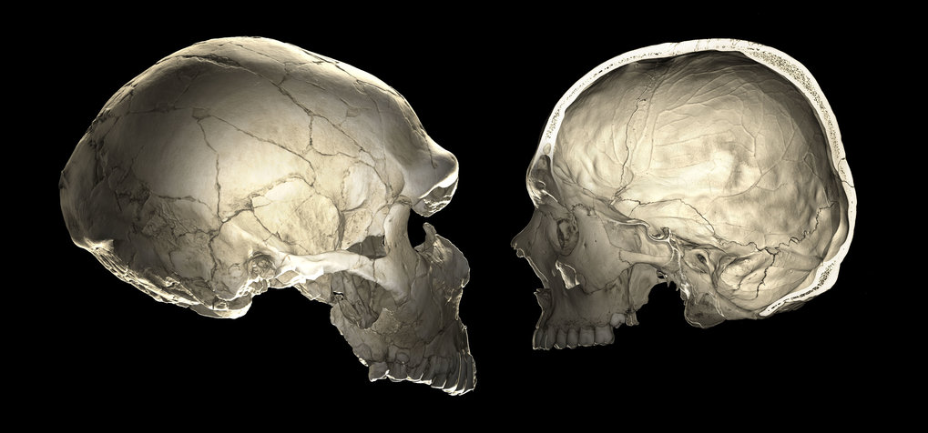 Neandertaler Gene Beeinflussen Gehirnentwicklung Heute Lebender Menschen Max Planck Gesellschaft
