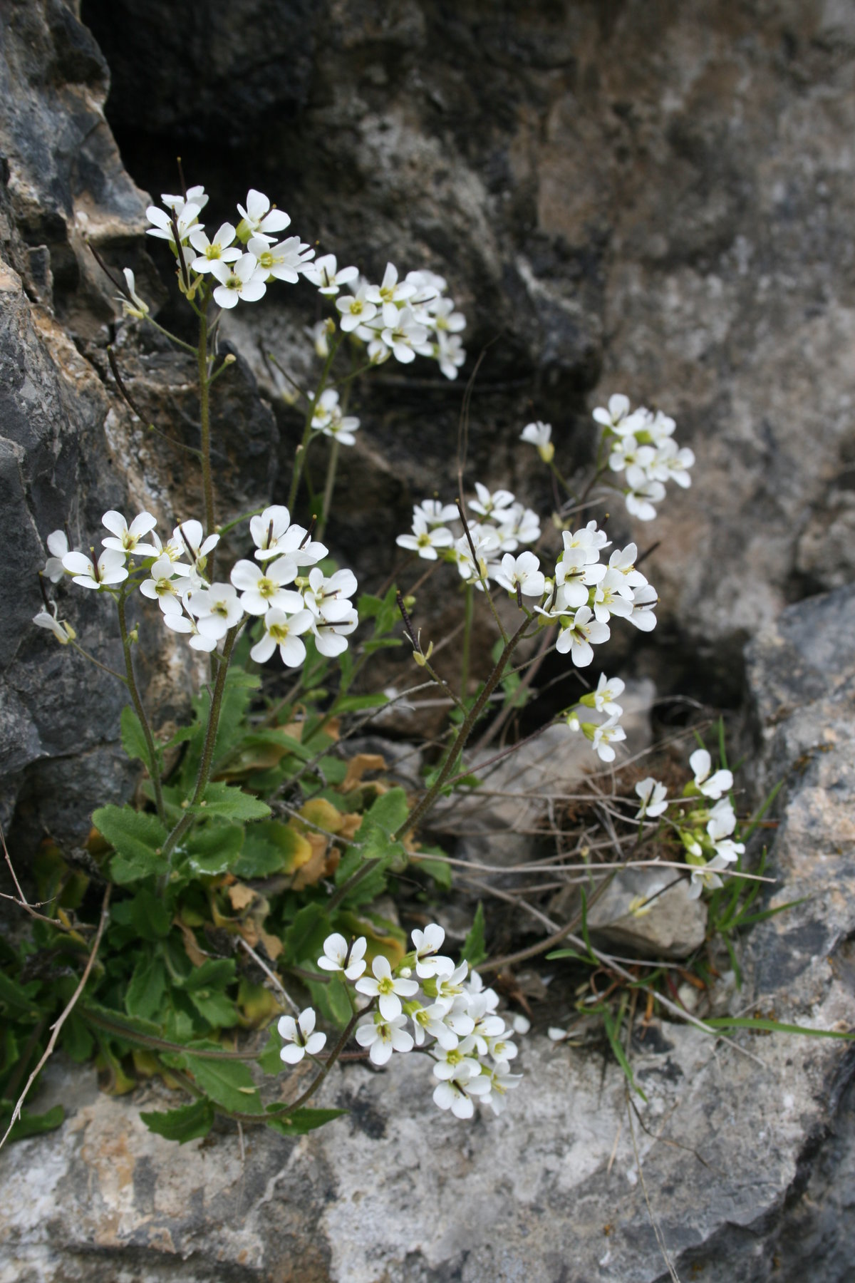 Rock cress, Alpine, Perennial, Flowering