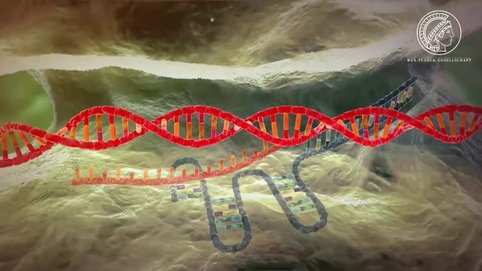 At first, the discovery that bacteria are able to fight viruses with a adaptable immune system attracted only microbiologists. Only when scientists found out that CRISPR/Cas9, as the defence mechanism is called, is also suited for manipulating the genome of all kinds of organisms the system recieved broad attention. Find out how it works.