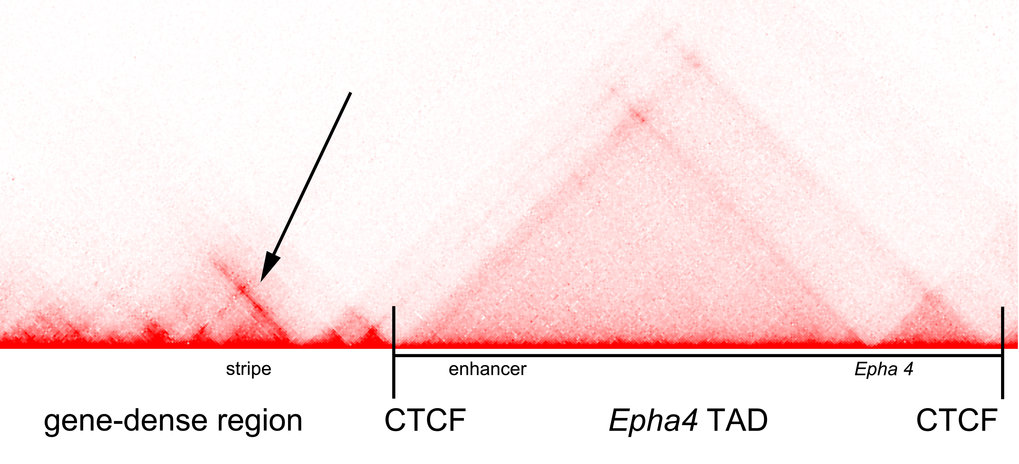 Genomic transformation and social organization during the Copper